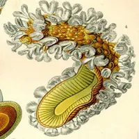 Electron Transport Chain Tutor icon