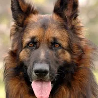 German Shepherd World icon