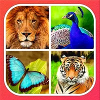 Animals Learning icon