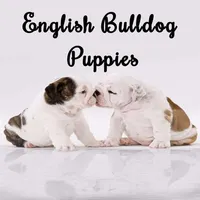 English Bulldog Puppies icon