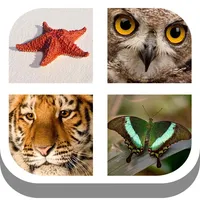 kids pics quiz : animal alphabet learning icon