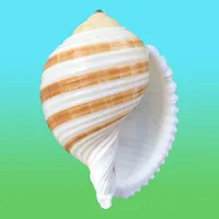 Shells! icon