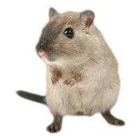 Hamster Photo Sticker icon