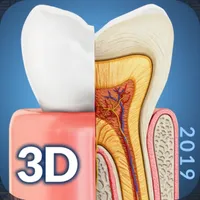 My Dental Anatomy icon