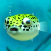 Playing with Puffer fish icon