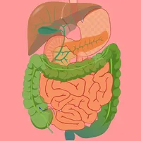 Digestive System Flashcards icon