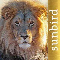 The Golden Safari Guide icon