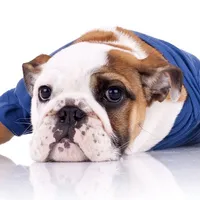 English Bulldog Stickers icon