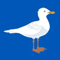 The Gulls - Live Scores & News icon