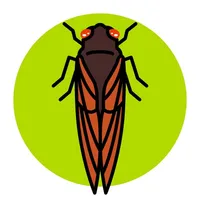 Cicada Safari icon