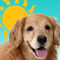 Sundoggy icon