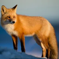 Fox Hunting Calls icon