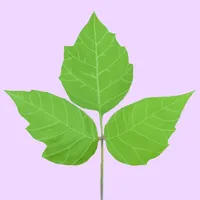 Poison Ivy icon