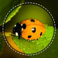 Insect identifier by photo icon