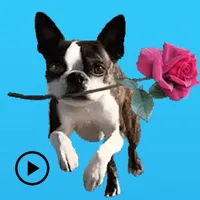 Iggy - Animated Boston Terrier icon