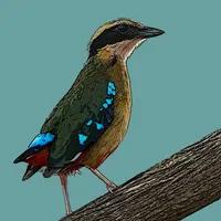 Birds of Zambia icon