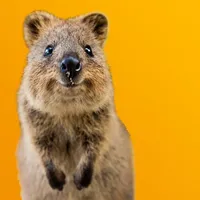 Quokka Selfie icon