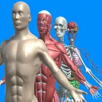 Human anatomy system & parts icon