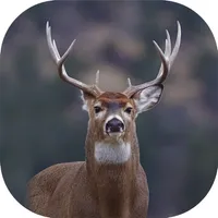 Hunting Camera Pro icon