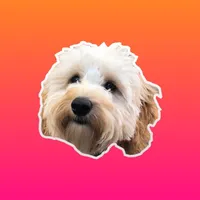 Bella the Spoodle Stickers icon