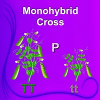 Monohybrid Cross icon