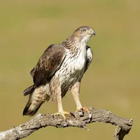 Birding in Southern Portugal icon