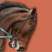 Base Quinté icon