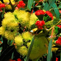 EUCLID Eucalypts of Australia icon