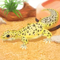 Leopard Gecko Pet icon