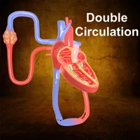 Double Circulation icon