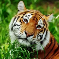 Asian Tiger Survival Simulator icon