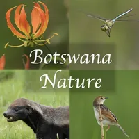 Botswana Wildlife Guide icon