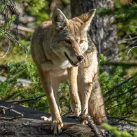 Ultimate Coyote Calls icon