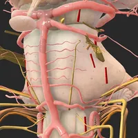 Brainstem and SEZ anatomy icon