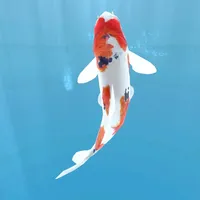 Koi - Aquarium icon