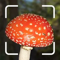 Mushroom Identification. icon