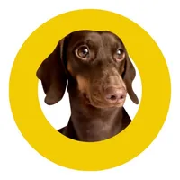 Dogito icon