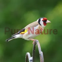 Bird Sounds - Pure Nature icon