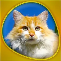 Animals 360 - Cats Gold icon