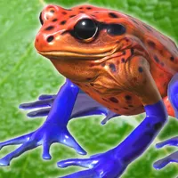 Frog Friends icon