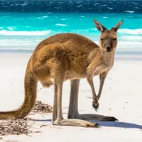 Australia’s Best: Travel Guide icon