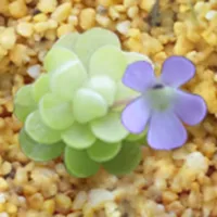 Pinguicula cultivation icon