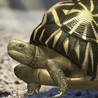 Tortoise to grow relaxedly icon