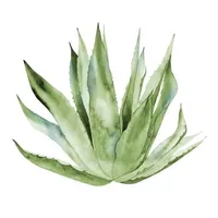 Agave Beach Boutique icon