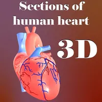 Sections of human heart icon