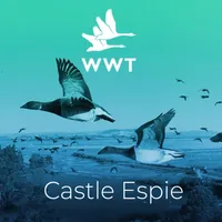 Castle Espie AR icon