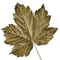 Reciprocity Forest icon