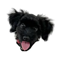 Schnauzer Dog's Head icon