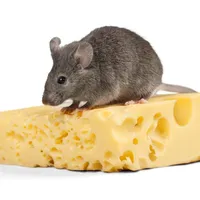 Cheese Rats Funny Stickers icon