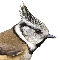 Vögel in Österreich icon